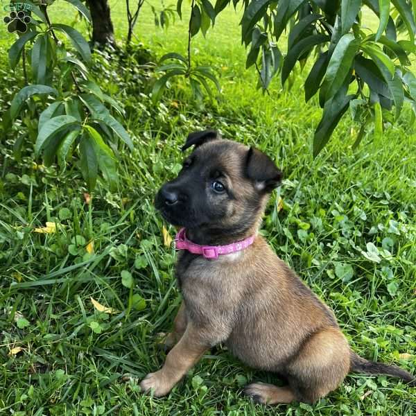 Reece, Belgian Malinois Puppy